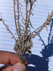 Cryptantha crassisepala