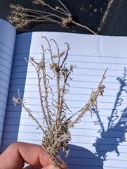 Cryptantha crassisepala