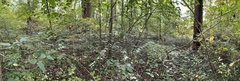 Viburnum setigerum