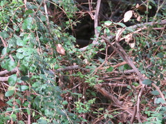 Rhaphithamnus spinosus