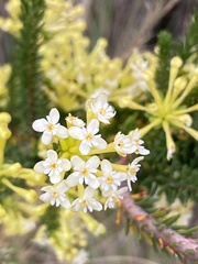 Gnidia squarrosa