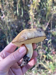 Suillus granulatus