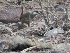 Pteroptochos megapodius