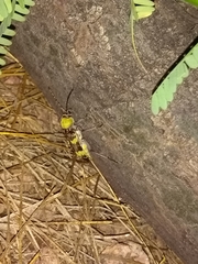 Megacyllene antennata