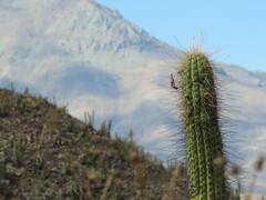 Trichocereus chiloensis
