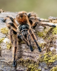 Phrixotrichus vulpinus