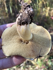 Suillus granulatus
