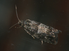 Spilonota laricana