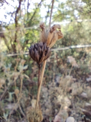 Phlomis purpurea