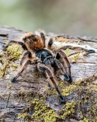 Phrixotrichus vulpinus