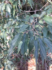 Celtis australis