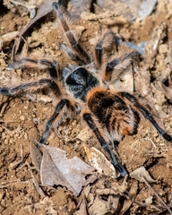 Phrixotrichus vulpinus