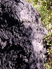 Sceloporus torquatus