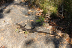 Varanus mertensi