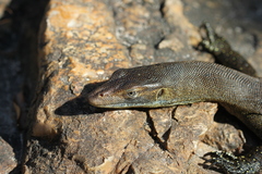 Varanus mertensi