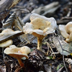 Hygrophoropsis