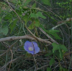 Ipomoea barbatisepala