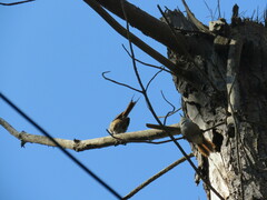 Aphrastura spinicauda