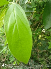 Premna serratifolia