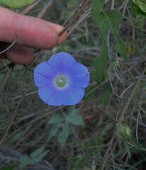 Ipomoea barbatisepala