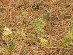 Opuntia stricta