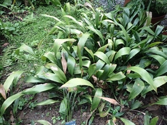 Aspidistra attenuata