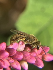 Lasioglossum pilosum