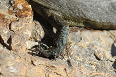 Varanus mertensi
