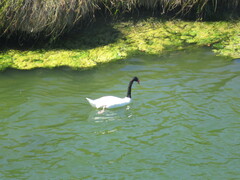 Cygnus melancoryphus