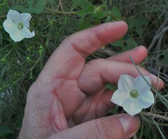 Ipomoea barbatisepala