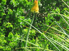 Sephanoides sephaniodes