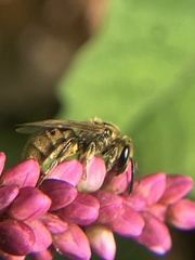 Lasioglossum pilosum