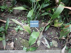 Aspidistra attenuata