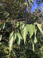 Celtis australis