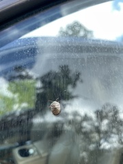 Diolcus chrysorrhoeus