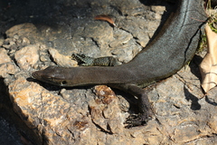 Varanus mertensi
