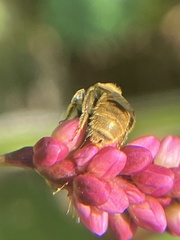 Lasioglossum pilosum