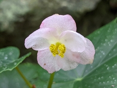 Begonia formosana