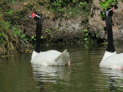 Cygnus melancoryphus