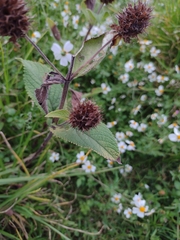Lepechinia caulescens