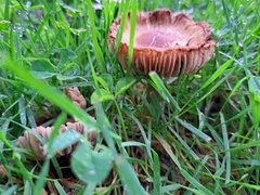 Russula amoenolens