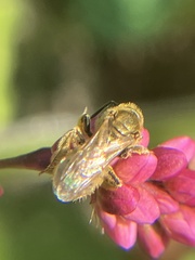 Lasioglossum pilosum