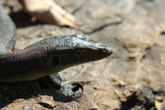 Varanus mertensi