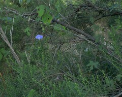 Ipomoea barbatisepala