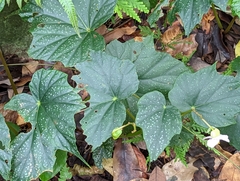 Begonia formosana