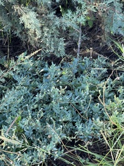 Heliotropium curassavicum