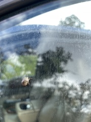 Diolcus chrysorrhoeus