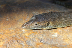 Varanus mertensi