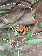 Acraea