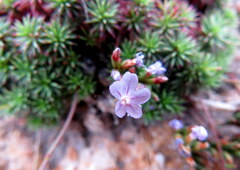 Limonium kraussianum